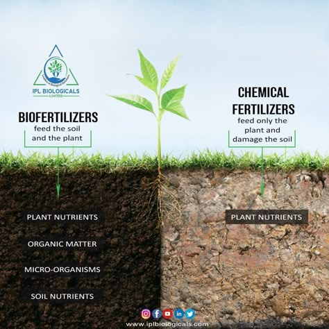 IPL Biologicals leads with the one of the best manufacturers of biological fertilizer with full of bio-organic guranted products. All you get in your budget , so buy it online. The bio organic fertilizer , biological fertilizer and the best organic fertilizer for tomatoes. Biology Wallpaper Backgrounds, Fertilizer For Tomatoes, Biology Wallpaper, Photoshop Practice, Best Bio, Tomato Fertilizer, Soil Science, Instagram Grid Design, Lawn Fertilizer