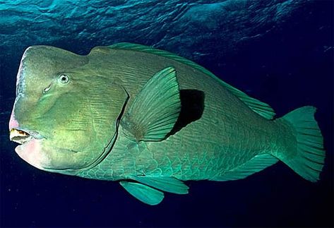 bumphead parrotfish Amed Bali, Aquatic Animal, Parrot Fish, Puffins Bird, Dreamy Ocean, Water Creatures, I Love Nature, Saltwater Fish, Underwater Life