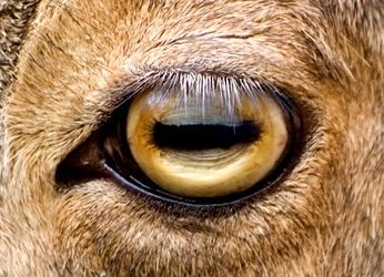 Sheep Eyes Drawing, Goat Eyes Drawing, Goat Eyes Aesthetic, Lamb Eyes, Animal Eye Photography, Hyperrealistic Drawings, Sheep Eyes, Goat Eyes, Sheep Reference