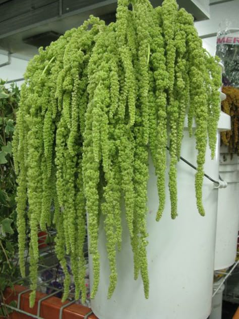 Green Hanging Amaranthus Green Hanging Amaranthus, Green Amaranthus, Hanging Amaranthus, Plants Hanging, Flower Guide, Most Beautiful Flowers, Seasonal Flowers, Types Of Flowers, Bob Marley