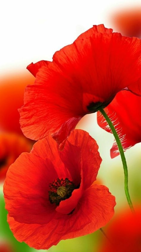 Poppy Painting, Poppy Flower, Flower Photos, Red Poppies, Flower Pictures, Love Flowers, Amazing Flowers, Flower Wallpaper, Flowers Photography