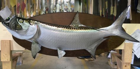 Tarpon fish trophy on custom base Tarpon Fish, Tarpon Fishing, Fish Mounts, Trophy Fish, Fish Fish, Taxidermy, Fly Fishing, 50 Years, Over 50