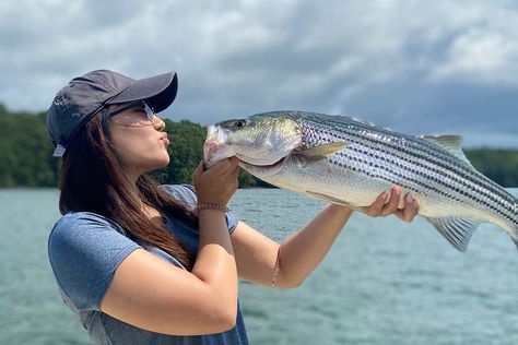 Best Bait for Striped Bass and How to Use It Striper Fishing, Striped Bass Fishing, Bass Bait, Topwater Lures, Bass Lake, Bass Fishing Tips, Striped Bass, Fly Fishing Rods, Fish Crafts