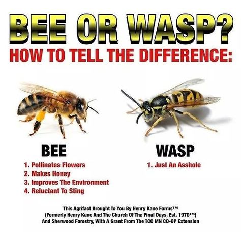 The Science Behind Bees and Wasps Bees And Wasps, Wasp, Pest Control, Bones Funny, The Words, Funny Cute, True Stories, Make Me Smile, I Laughed