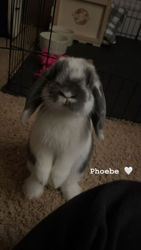 Black And White Holland Lop, Holland Lop Bunnies Colors, Bunny Lop Eared, Grey Holland Lop Bunny, Bunny Pet Aesthetic, Mini Holland Lop Bunnies, Holland Lop Bunnies Care, Holland Bunny, Bunny Holland Lop