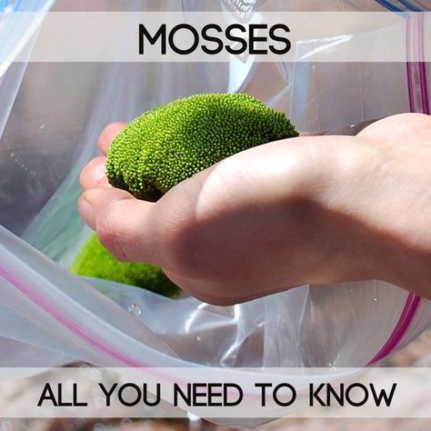 Grow Moss, Types Of Moss, Growing Moss, Great Health, Moss Terrarium, Moss Garden, Garden Types, Indoor Gardens, Garden Terrarium