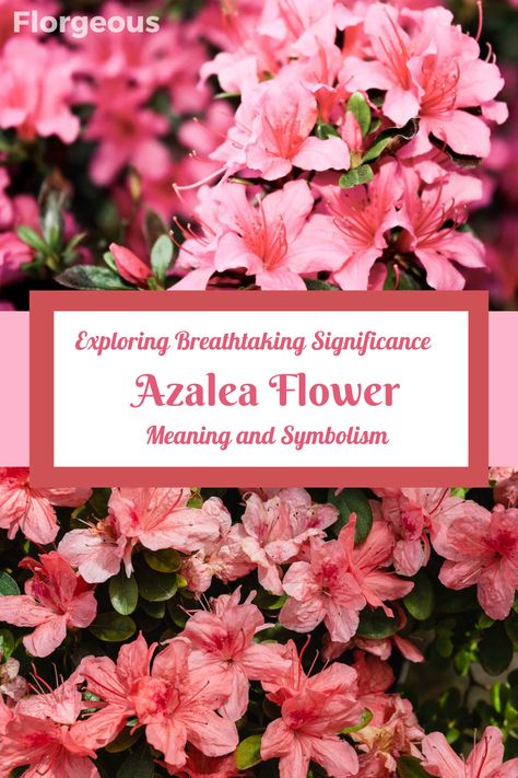 Uncover the captivating Azalea flower meaning and symbolism. Learn about the diverse meanings associated with different Azalea colors, such as pink, white, and red. Discover how these exquisite blooms have inspired art, literature, and gardens across the world. Whether you're seeking to send a heartfelt message or adorn your space with natural beauty, explore the enchanting world of Azalea symbolism. Azalea Flower Meaning, Azalea Meaning, Azalea Wallpaper, Azalea Tattoo, Azalea Color, White Azalea, Azalea Flower, Floral Wallpapers, Art Literature