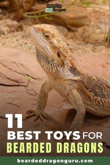 Bearded Dragon Toys, Diy Bearded Dragon Enclosure, Bearded Dragon Vivarium, Bearded Dragon Terrarium Ideas, Bearded Dragon Diy, Bearded Dragon Enclosure, Bearded Dragon Terrarium, Bearded Dragon Funny, Bearded Dragon Cage