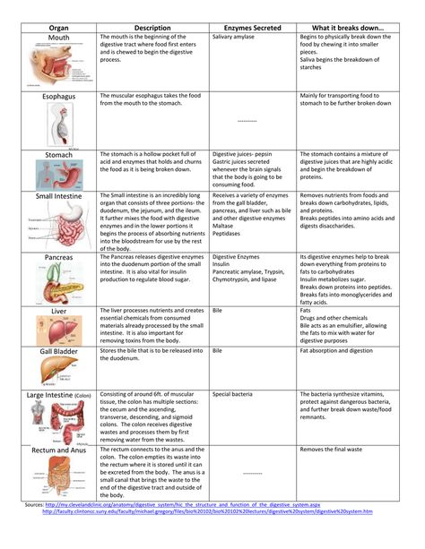 Digestive System Organs Chart Digestive System Medical Terminology, Digestive System Physiology, Git Physiology Notes, Digestive System Anatomy And Physiology, Digestive System Anatomy Notes, The Digestive System Notes, Organ Systems Notes, Human Digestive System Notes, Digestive System Notes Aesthetic