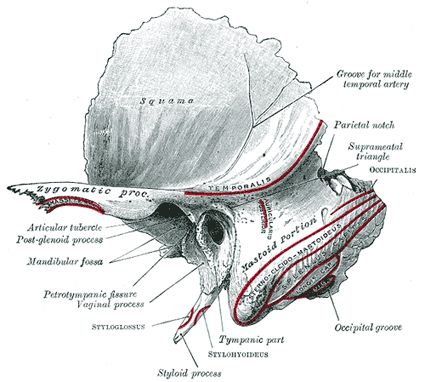 The Temporal Bone - Human Anatomy Middle Ear Anatomy, Temporal Bone, Ear Structure, Ear Anatomy, Body Bones, Body Diagram, Outer Ear, Face Anatomy, Middle Ear