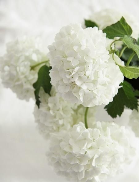 <3 White Hydrangeas...my favourite flower Moon Garden, Simply White, Deco Floral, White Gardens, White Hydrangea, Shades Of White, Beautiful Blooms, Love Flowers, Pretty Flowers