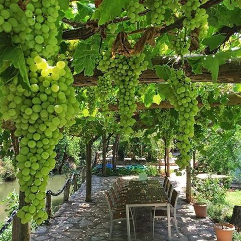 Grape Trellis, Grape Arbor, Walking Out, Backyard Pergola, Trellis Design, Glass Roof, Green Grapes, Garden Structures, Farm Gardens