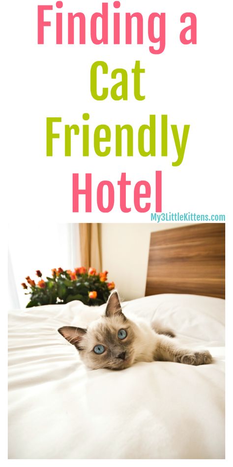 Finding a cat friendly hotel to enjoy your vacation with your kitty. Pet friendly hotels have never been easier to find! Kitty Tips, Nomad Life, Adventure Cat, Chicago Hotels, List Of Animals, Pet Friendly Hotels, Enjoy Your Vacation, Cat Travel, Hotel Stay