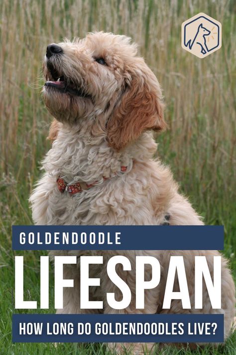 If you’re considering welcoming a Goldendoodle puppy or a full-grown rescue Doodle into your life, you’ll want to know how many happy years you’ll get to enjoy together. So, what is the average Goldendoodle lifespan? Do smaller breeds of Goldendoodles have a longer life expectancy than larger varieties of these popular pups? Read this article to find out how long a Goldendoodle can live. #doodlelifespan #doodlelonglife Dog Years Chart, Goldendoodle Full Grown, Adorable Puppies, Goldendoodle Puppy, Dog Years, Pet Care Tips, Popular Dog, Happy Year, Life Expectancy