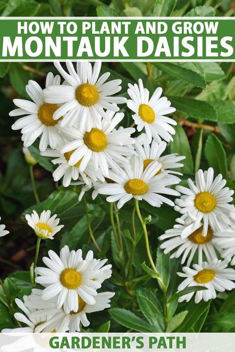 A close up vertical image of the pretty white flowers with yellow centers of Montauk daisies with foliage in soft focus in the background. To the top and bottom of the frame is green and white printed text. Growing Daisies, Arkansas Gardening, Fall Daisies, Large Daisy Flower, Montauk Daisies, White Flowering Mazus, Becky Shasta Daisy, Montauk Daisy, Common Daisy