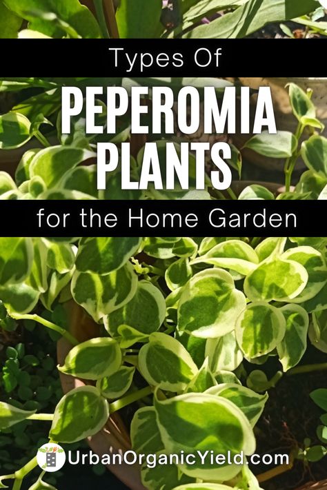 Are you looking for a low-maintenance plant that will add some greenery to your home or office space? Peperomia succulents are a great option! With several different types to choose from, there's sure to be one that fits your style and needs. From the classic Watermelon Peperomia to the unique String of Turtles variety, these plants come in all shapes and sizes. Read our blog post about peperomia succulent types to learn more about these fascinating plants and how to care for them. Types Of Peperomia Plants, Types Of Watermelon, Watermelon Peperomia, String Of Turtles, Watermelon Plant, Peperomia Plant, Green Veins, Plant Varieties, Rubber Plant