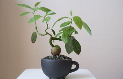 Avocado Bonsai, How To Grow Bonsai, Bonsai Diy, Avocado Plant, Bonsai Soil, Bonsai Styles, Indoor Bonsai, Avocado Tree, Bonsai Plants