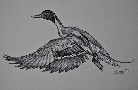 Flight Sketch, Drake Drawing, Cool Animal Tattoos, Duck Tattoos, Hunting Decal, Animal Tattoo Ideas, Texas Coast, Famous Beaches, Mallard Duck