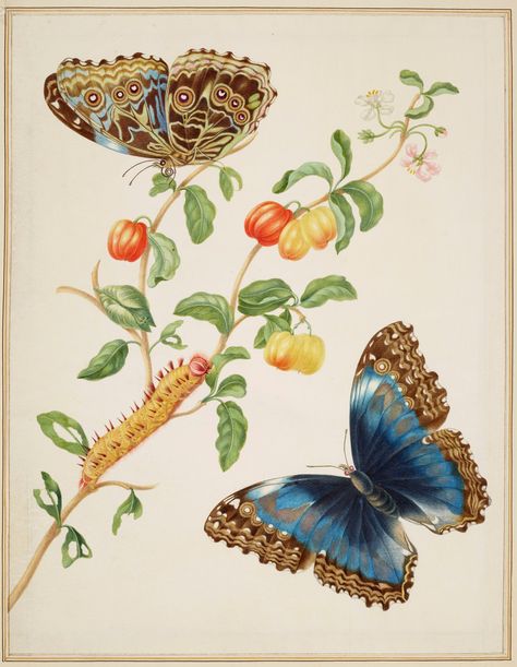 Three hundred years after her journey into the South American rainforest to observe its plants and insects, Merian’s vibrant paintings are to go on public display. An exquisite response to nature, they reveal an artist ahead of her time. Maria Sibylla Merian, Fauna Illustration, Vintage Butterfly Print, Nature Artists, Morpho Butterfly, Blue Morpho, Scientific Illustration, Vintage Butterfly, Butterfly Art