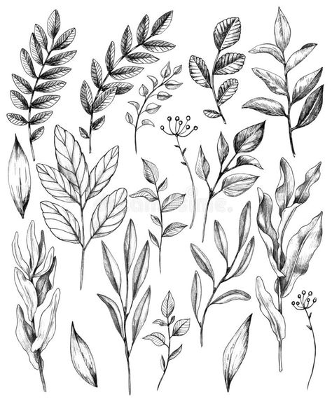 Hand Drawn Leaves of Wild Plants Set. Hand drawn set of branches and leaves of w #Sponsored , #ad, #sponsored, #Leaves, #Hand, #Plants, #Wild Leafy Plant Drawing, Botanical Plants Drawing, Different Leaves Tattoo, Branch With Leaves Tattoo, Leave Branch Tattoo, Line Work Leaves Tattoo, Wild Plants Drawing, Filler Leaves Tattoo, Plant Leaves Illustration