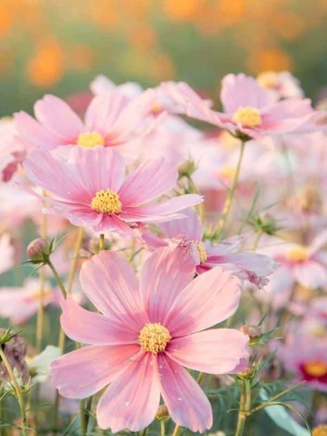 Annuals for Afternoon Sun: Pink Cosmos Flower Blooming in the Field Lilias Trotter, Plant Magazine, Growing Marigolds, Floral Aesthetics, Fruit Growing, Pink Cosmos, Butterfly Gardens, Mountain Meadow, Farming Ideas