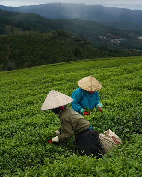 Highlands Coffee, Tea Logo, Tea Farm, Vietnamese Coffee, Farm Photography, Coffee Farm, Coffee Branding, Matcha Tea, World Cultures