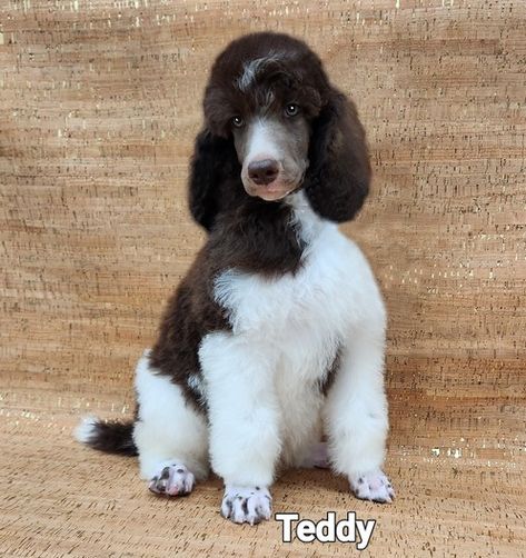 Standard Poodles – Standard Poodle Puppies for Sale | Smith Standard Poodles Poodles Standard, Standard Poodles For Sale, Standard Poodle Puppies, Poodle Puppy Standard, Poodle Puppies For Sale, Black And White Tuxedo, Poodle Puppies, Standard Poodles, Poodle Puppy