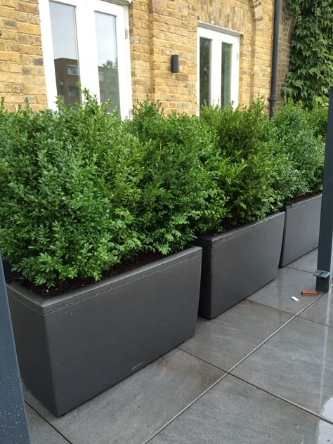 Natural Buxus planted in barrier planters to create natural green hedge/fence between apartments on a terrace Hedge Fence, Long Planter, Balcony Ideas Apartment Outdoor, Tub Bathroom, Balcony Ideas Apartment, Small Balcony Decor, Backyard Spaces, Apartment Balcony Decorating, Rooftop Garden