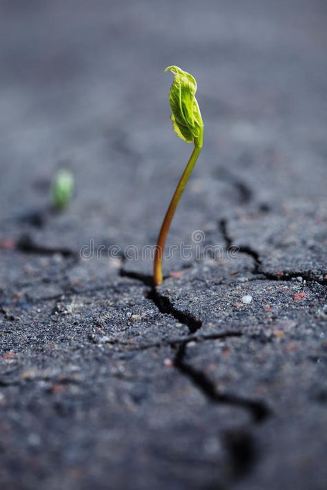 Growing plant. Green plant growing through dry cracked soil #Sponsored , #PAID, #Ad, #plant, #cracked, #soil, #Green Flower Growing, Lilies Of The Field, Plants Growing, Miniature Paintings, Plant Growing, Bloom Where You Are Planted, Album Cover Art, Nature Photographs, Growing Flowers