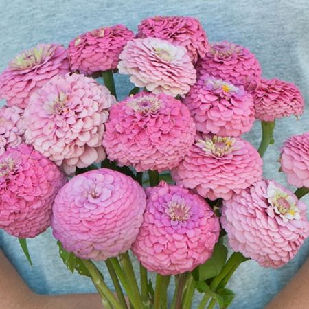 Zinnia Bouquet, Pink Zinnia, Zinnia Elegans, Zinnia Flowers, Cut Flower Garden, Summer Bouquet, Annual Flowers, Garden Living, Dried Floral