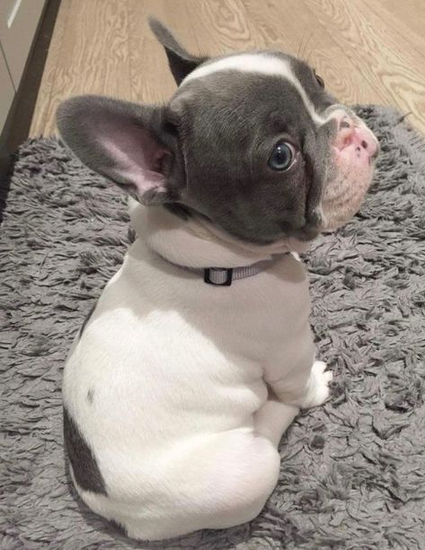 Gray and white spotted French Bulldog puppy. Cutest thing I’ve ever seen. 강아지 그림, French Bulldog Puppy, French Bulldog Puppies, Cute Dogs And Puppies, Morning Greetings, Bulldog Puppies, Baby Dogs, Beautiful Dogs, 귀여운 동물