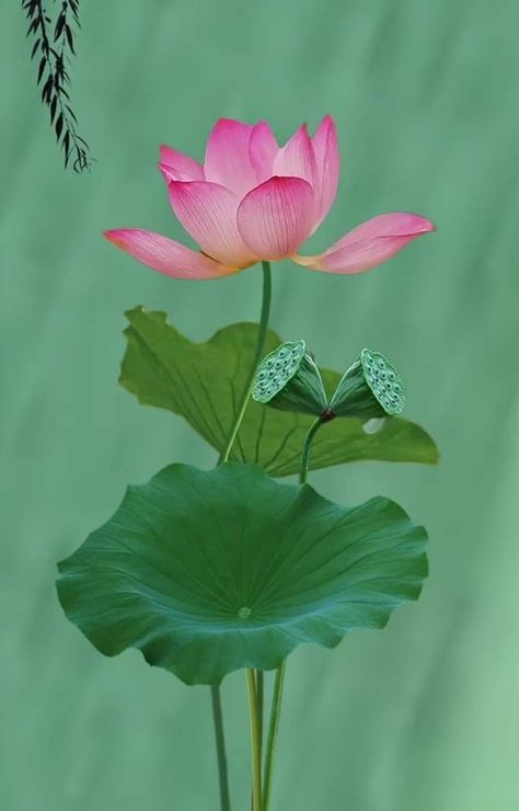 Lotus Flower Leaves, American Lotus, Lotus Flower Pictures, Lotus Tattoo Design, Lotus Plant, Lotus Painting, Art And Craft Videos, Watercolor Projects, Leaf Drawing