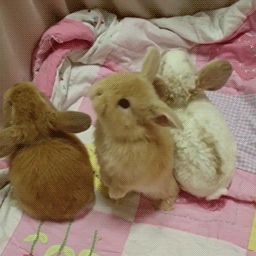 Cute Bunny Gif, Bunny Video, Cat And Bunny, Bun Bun, Cute Bunnies, Pets 3, A Silent Voice, Silly Animals