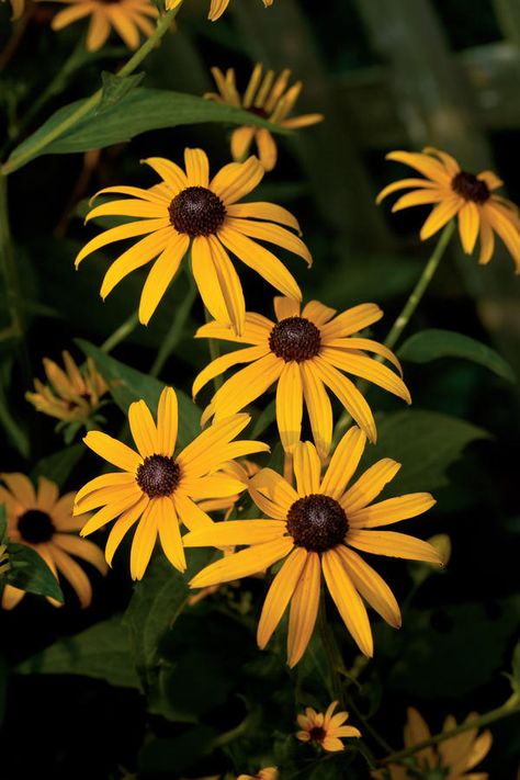 Black-eyed Susan Summer Blooming Flowers, Southern Living Plants, Black Garden, Garden Shrubs, Summer Plants, Hardy Plants, Drought Tolerant Plants, Black Eyed Susan, Fall Plants