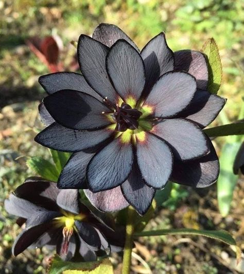 Nature can even paint a lotus flower black. 22 Photos That Prove Nature Will Never Get Tired of Surprising Us Goth Garden, Black Lotus, Gothic Garden, Black Garden, Unusual Plants, Unusual Flowers, Rare Flowers, Pretty Plants, Black Flowers