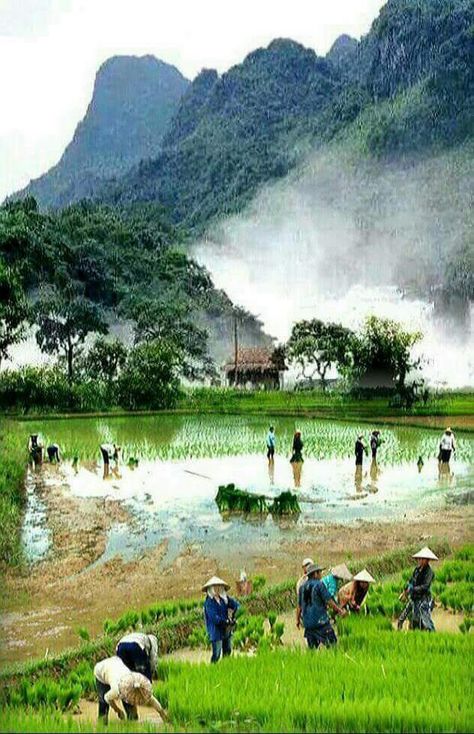 Start Morning - heni nur - Google+ Green Rice Recipe, African Dancing, Panorama Alam, Rice Farming, Dancing Photography, Agriculture Photography, Farming Technology, Beautiful Vietnam, Vertical Video