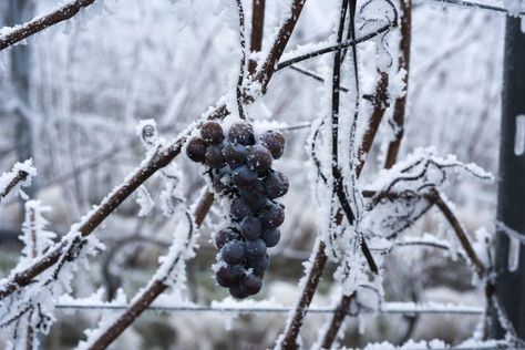 Ice wine is one of the few wines you can describe as special, exceptional and even peculiar without hyperbole, because its origins occurred under the most fortuitous... Ice Wine, Vines, Grapes, Cooking Recipes, Wine, Fruit, Drinks, Canning, Photography