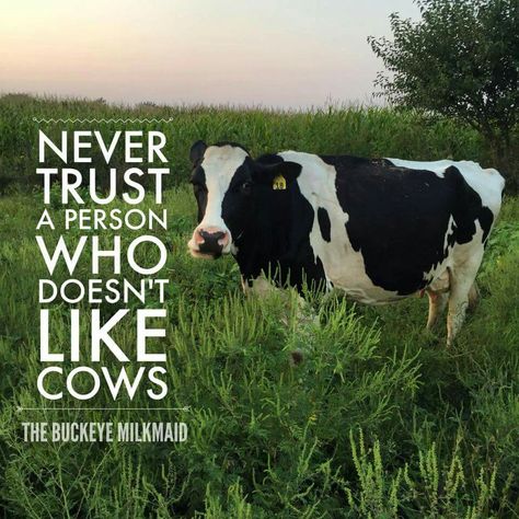 Trust... unless it is a mad momma cow, they are scary to look straight in the face Cows Quotes, Cattle Quotes, Farm Life Quotes, Livestock Quotes, Cow Quotes, Cow Stuff, Farm Humor, Country Girl Life, Show Cattle