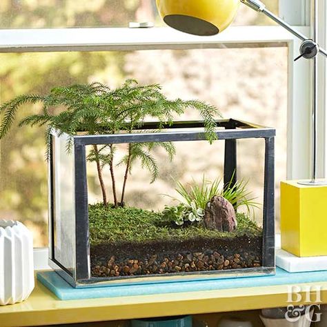 Bring the outdoors in with this beautiful, easy-to-make terrarium! Forest Terrarium, Aquarium Garden, Diy Succulent Terrarium, Fish Tank Terrarium, Miniature Terrarium, Beautiful Terrariums, Moss Garden, Terrarium Diy, Indoor Gardens