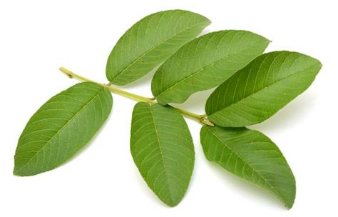 How Are Guava Leaves Beneficial For Your Hair? Guava Leaf Tea Benefits, Odd Fruits, Guava Leaves Benefits, Guava Leaves For Hair, Curry Leaves For Hair Growth How To Use, Yogurt For Hair, Benefits Of Guava, Gardener Tattoo, Guava Benefits