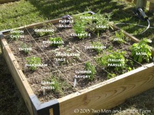 square foot herb garden Raised Bed Herb Garden, Raised Bed Garden Layout, Raised Herb Garden, Backyard Herb Garden, Square Foot Gardening Layout, Garden Bed Layout, Small Herb Gardens, Outdoor Herb Garden, Raised Bed Garden Design