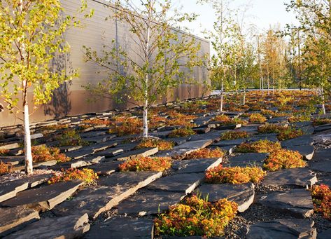 The United States Land Port of Entry by Coen+Partners « Landscape Architecture Platform | Landezine Midwest Landscape, Minnesota Landscaping, Sedum Plant, Autumn Sunset, Fall White, Areas Verdes, Landscape And Urbanism, Have Inspiration, Birch Trees