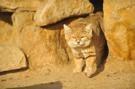 Sand Cat Sand Cat Aesthetic, Sand Cat, Big Cats, Feline, Animals