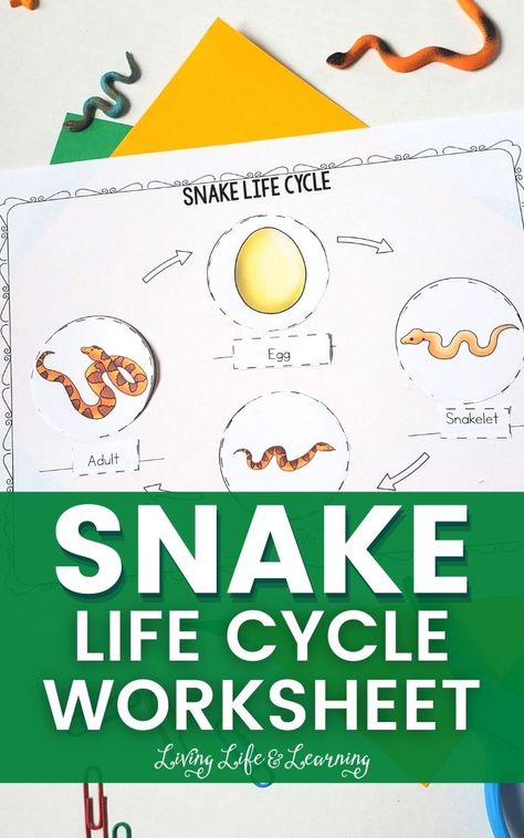 These Snake Life Cycle Worksheets are perfect for kids who love reptiles. Get ready to learn more about the life of snakes and what they look like in each stage. This is a great addition to your science homeschool lessons. Snake Science Preschool, Snakes Preschool Activities, Snake Unit Study, Snake Activities For Toddlers, Reptiles Activities For Preschool, Snake Activities For Kids, Reptile Activities For Kids, Snake Activities Preschool, Snake Life Cycle