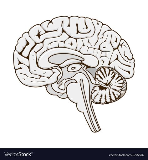 Structure Of Human Brain, Brain Sections, Rose Flower Sketch, Bee Sketch, Eye Structure, Brain Illustration, Plant Sketches, Brain Structure, Educational Illustration