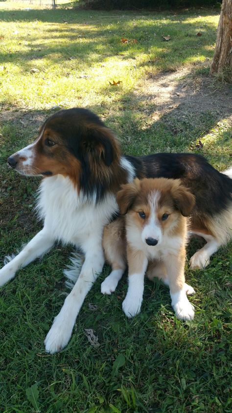 English Shepherd Dog, Golden Shepherd Mix Dogs, Tatra Shepherd Dog, East European Shepherd, Australian Shepherd Hiking, Scotch Collie, Shepherd Mix Dog, English Shepherd, Living Water