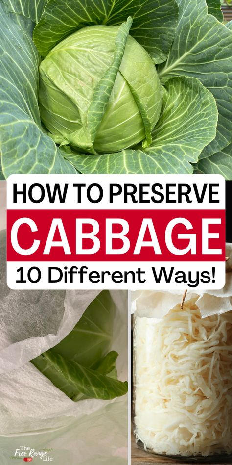 Cabbage is a great cool weather crop that can give you a big harvest and fill you up. Learn all the ways to preserve cabbage to extend its shelf life- so you can enjoy it longer!