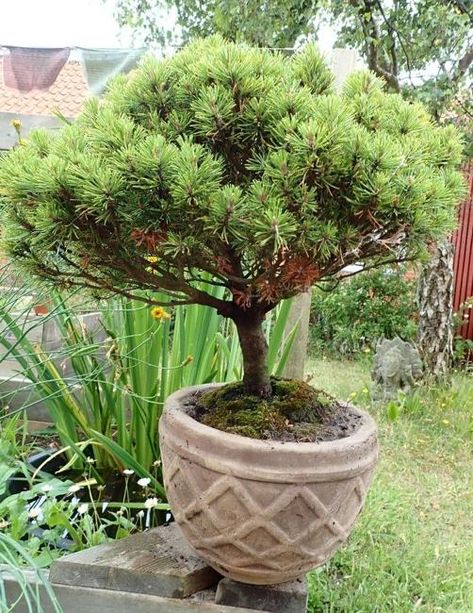 Trees For Pots, Mugo Pine, Hydrangea Tree, Zen Garden Ideas, Patio Trees, Lilac Tree, Small Patio Garden, Crabapple Tree, Budget Garden