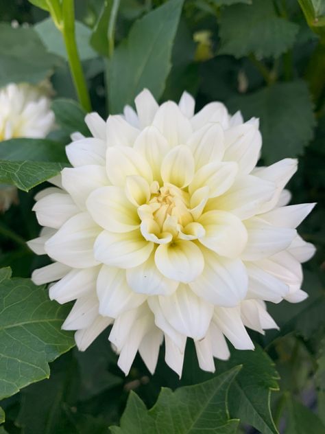 Cut Flowers, Dahlia, White Flowers, Flower Arrangements, Flowers, White, Quick Saves