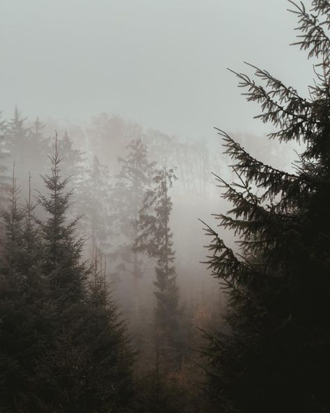 Gorgeous foggy walk in the forest yesterday. 🌲 Foggy Green Forest, Foggy Woods, Spruce Forest, Walk In The Forest, Forest Aesthetic, Evergreen Forest, Foggy Forest, Misty Forest, Pine Forest